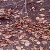 Fagus sylvatica, bark