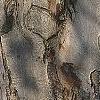 Fagus sylvatica, bark
