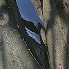 Fagus sylvatica, bark