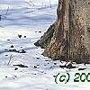 Fagus sylvatica, bark