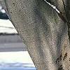 Fagus sylvatica, bark