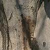 Fagus sylvatica, bark