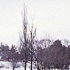 Fagus sylvatica, culture