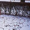 Fagus sylvatica, culture