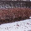 Fagus sylvatica, culture