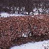 Fagus sylvatica, culture