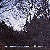 Fagus sylvatica, culture