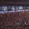Fagus sylvatica, culture