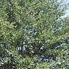Fagus sylvatica 'Asplenifolia', habit