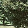 Fagus sylvatica 'Asplenifolia', habit
