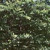 Fagus sylvatica 'Asplenifolia', habit