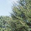 Fagus sylvatica 'Asplenifolia', habit
