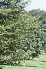 Fagus sylvatica 'Asplenifolia', habit