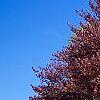 Fagus sylvatica 'Atropunicea', habit
