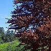 Fagus sylvatica 'Atropunicea', habit