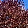 Fagus sylvatica 'Atropunicea', habit