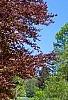 Fagus sylvatica 'Atropunicea', habit