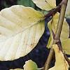 Fagus sylvatica 'Aurea Pendula', leaves