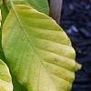 Fagus sylvatica 'Aurea Pendula', leaves