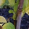 Fagus sylvatica 'Aurea Pendula', leaves