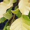 Fagus sylvatica 'Aurea Pendula', leaves