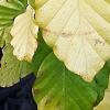Fagus sylvatica 'Aurea Pendula', leaves