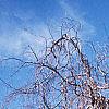 Fagus sylvatica 'Pendula', habit