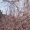 Fagus sylvatica 'Pendula', habit
