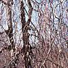 Fagus sylvatica 'Pendula', habit