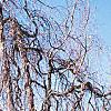 Fagus sylvatica 'Pendula', habit
