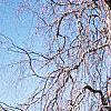 Fagus sylvatica 'Pendula', habit