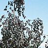 Fagus sylvatica 'Purpurea Pendula', habit