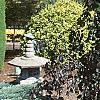 Fagus sylvatica 'Purpurea Pendula', habit