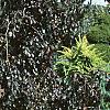 Fagus sylvatica 'Purpurea Pendula', habit