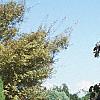 Fagus sylvatica 'Purpurea Pendula', habit