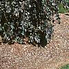Fagus sylvatica 'Purpurea Pendula', habit