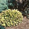 Fagus sylvatica 'Purpurea Pendula', habit