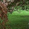Fagus sylvatica 'Purpurea Pendula', habit
