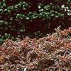 Fagus sylvatica 'Purpurea Pendula', habit