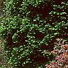 Fagus sylvatica 'Purpurea Pendula', habit
