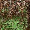 Fagus sylvatica 'Purpurea Pendula', habit