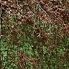 Fagus sylvatica 'Purpurea Pendula', habit
