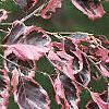 Fagus sylvatica 'Roseo-marginata', leaves
