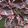 Fagus sylvatica 'Roseo-marginata', leaves
