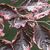 Fagus sylvatica 'Roseo-marginata', leaves