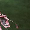 Fagus sylvatica 'Roseo-marginata', leaves