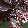 Fagus sylvatica 'Roseo-marginata', leaves