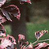 Fagus sylvatica 'Roseo-marginata', leaves
