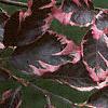 Fagus sylvatica 'Roseo-marginata', leaves