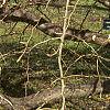 Fagus sylvatica 'Tortuosa', habit